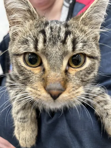 SKINVET przychodnia weterynaryjna